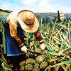 Pineappple Worker  24"x24"  Oil on Canvas  1997
Waikiki Beachcomber Hotel