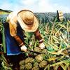 Pineappple Worker  24"x24"  Oil on Canvas  1997
Waikiki Beachcomber Hotel